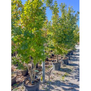 Dub plstnatý (Quercus pubescens) - výška 300-320 cm, kont. C55L - VIACKMENNÝ